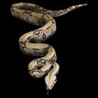 T - Shirt Python 3- D
