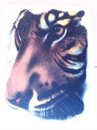 T-Shirt Tigergesicht